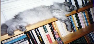 Luca on bookshelf
